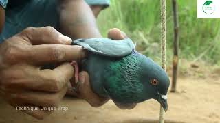 Technique moderne de piège à oiseaux - Nouveau piège à oiseaux unique utilisant un cache-pot