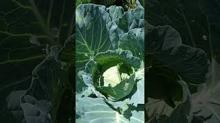 Cabbages about ready for harvest soon/ maturing cabbages: organic farming #shorts #food #organic