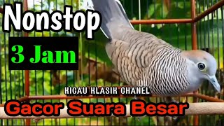 perkutut lokal gacor suara besar nonstop 3jam