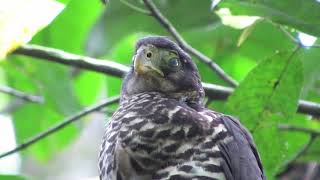 Collared Forest Falcon | Micrastur Semitorquatus