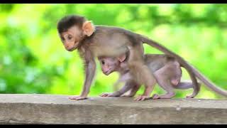 The Best Brother...Amazing baby monkey playing  brother want take care sister But She don't agree/yo