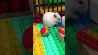 Cute!! Hamster 🐹 prison ￼scape￼