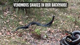 Rare sighting!! Two Red Belly Black Snakes fighting in our back yard. 😱