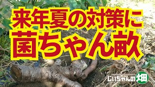 菌ちゃん農法の畝作り。来年の夏が高温水なしでも慣行農法よりうまく栽培できる可能性があると思い、菌ちゃん農法の畝作りを始めました。11/8