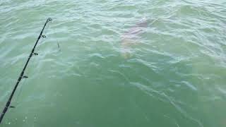 Port Aransas Dolphin