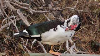 Muscovy Duck Perched And Wagging Tail Feathers