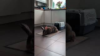 Flemish Giant Rabbit Thinks The Floor Is Lava🔥