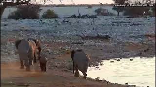 Collard elephant matriarch and calf