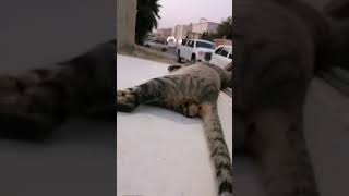 گوزوترین گربه دنیاfunnys animals#funnyvideos #funnyvideo #جالب #خنده #جوک #جذاب #حیوانات