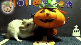 Teddy the hamster vs Halloween pumpkin and ghost pinatas