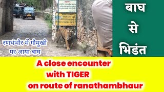 बाघ से भिडंत ,A close encounter with tiger