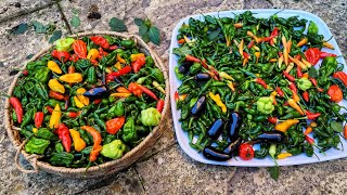 নাগা মরিচের বাম্পার ফলন || Harvesting Bangladeshi Naga Chillies || Shokher Bagan UK 2024