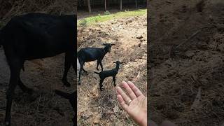 💢அழகான 🖤கருப்பு🐐ஆட்டுக்குட்டி | Beautiful 🖤black kid🐐goat | #தமிழ் #tamil #shorts #babygoat #viral