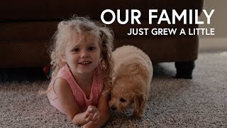 Our Family Just Grew a little | Goldendoodle |  EOS R