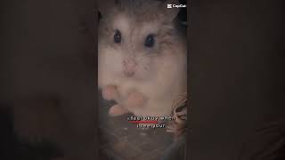 my hamster