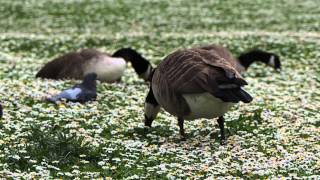 Canada Geese on daisy field