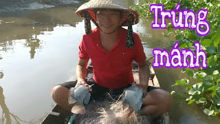 HQC VLog | Giăng lưới dưới sông miền Tây - Hốt trọn bầy cá rô phi khủng