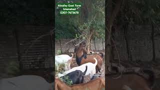 Goat Farm in Islamabad // Goat Farming // Farming Business //