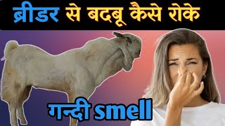 ब्रीडर से बदबू कैसे दूर करें Breeder Se Badbu Kyu Ati H |Bakra Badbu Kare To Kya Kare |Vimalumrao