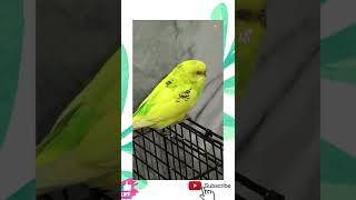 Adorable super cute yellow budgie marty ♥️♥️♥️♥️😍 #youtubeshorts #shorts