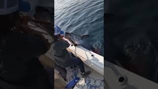 Giant Tuna Into Boat