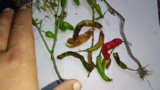 Chilli Disease at the time of Fruit Formation Fruit Rot of Chillies