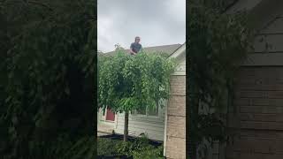 Trimming a tree fail #fail #tree #trimming #daily #gardening