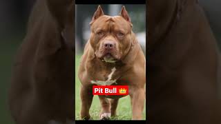 PitBull💪Pitbull Status|| #shorts #subscribe #youtubeshorts #dog #king #pitbull #Ranjeet_Prajapati_yt