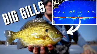 Ice Fishing Big Bluegills | Locations & Tips  + Livescope Footage