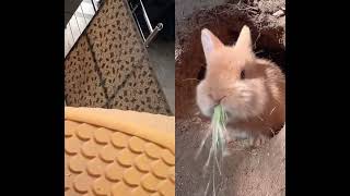 Bunny eating grass #rabbit #bunny #cute #animals #youtubeshorts #animal