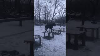 Кане-корсо Оскар заехали на рассвете в дубки 🌳🌳🌳🌳🌳