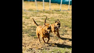 Buddy | Terrier Bulldog Mix | Best Trained Dogs of OR | Portland OffLeash K9 Training