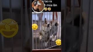 Mid-Autumn Festival Funny Dogs Dance - Trung Thu Năm Nay Có Lân Rồi - #Shorts