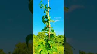 Cluster beans (گوار) is about 9 foot tall || in desert Thar || #thardesert #desert #plant #gawar