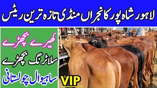 Lahore Cow Mandi | Sahiwal Cholistani Bachre | Kheray Bachre (Qurbani 2025) | Fattening Bulls 2024