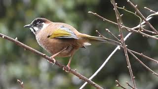 Black-faced Laughingthrush, Mandala, Arunachal Pradesh, Mar 2024