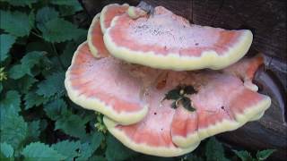 Schwefelporling - Laetiporus sulphureus