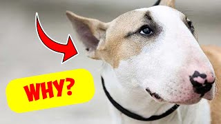 Why Do Bull Terriers Have an Egg-Shaped Head?