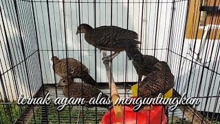 ternakan ayam alas