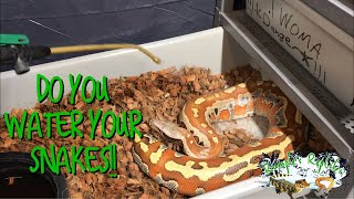 We Watered the Blood Python to Keep the Humidity Up!