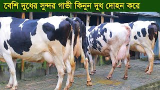 বেশি দুধের সুন্দর সুন্দর গাভী নিতে পারেন দুধ দোহন করে dairy farm