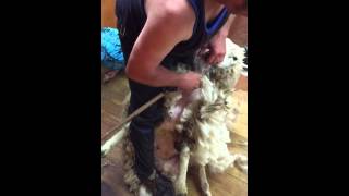 shearing in taihape n.z