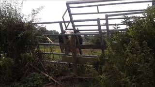 Holstein Friesian Bull in the summer, leicestershire u.k