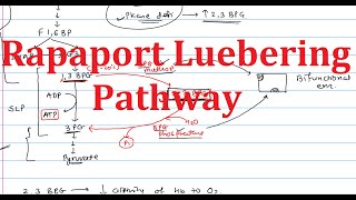 8. Rapaport Luebering Pathway| 2,3-Bisphosphoglycerate | Explained simply