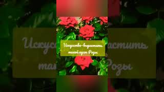 Искусство вырастить Розу в Кашпо смотрите как это шикарно выглядит#rose #сад #розы #2023 #красота