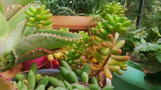 Balkon çiçeklerim Balcony flowers okalis uyku çiçegi Yakut kolyesi siyoboldi çiçekleri