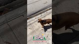 Fastest dog in Dominican Republic on 3 legs my good friend #dog #doglover