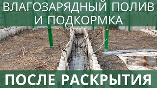 Весенний влагозарядный полив и подкормка винограда после раскрытия