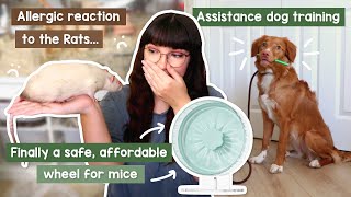 I'm allergic to my Rats (and life at the moment) | VLOG