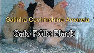 galinhas Cochinchina e  galo Póllo , as galinhas e o galo não são bramas